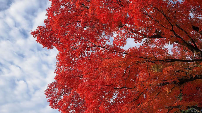 ★松本市あがたの森の真っ赤なモミジ🍁 2022