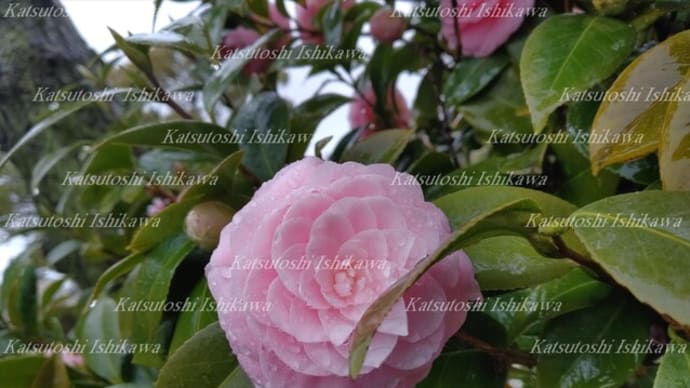 画像集「春雨に華やぐ植物たち」　ー　メルカリShopsメルカリショップArtWonder.jpnにて販売予定