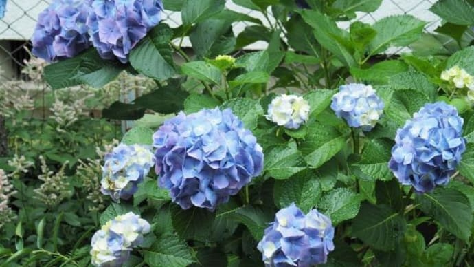 ブルーの紫陽花とピンクや紫の花