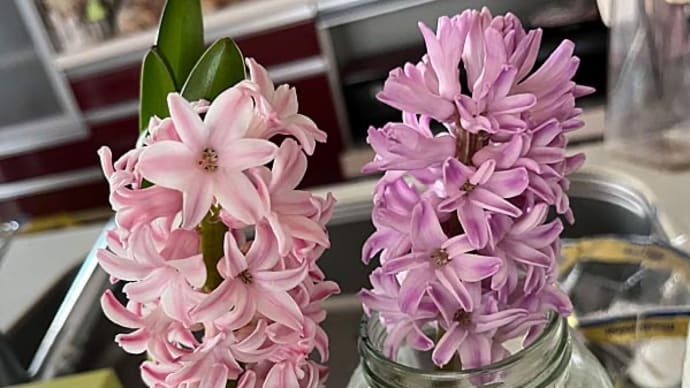 紫ヒヤシンス開花!