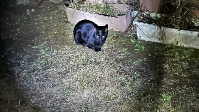 早夕食と庭での野良猫同士の攻防