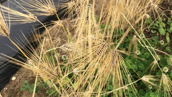 大麦の収穫
