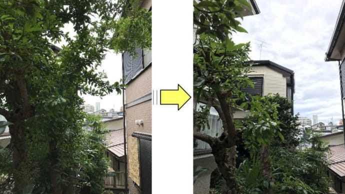 お隣の敷地に大きくはみ出してしまった枝の剪定作業