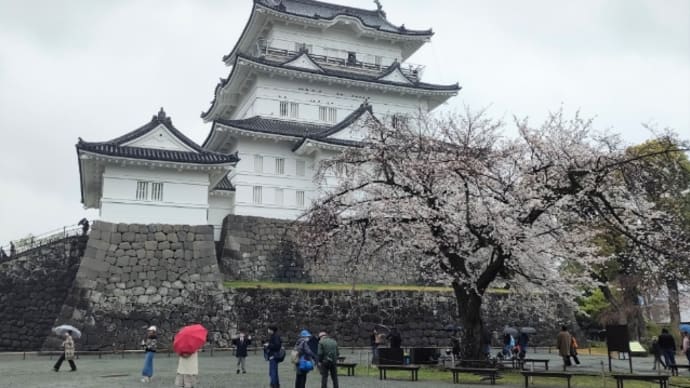 小雨に桜咲く小田原城址公園