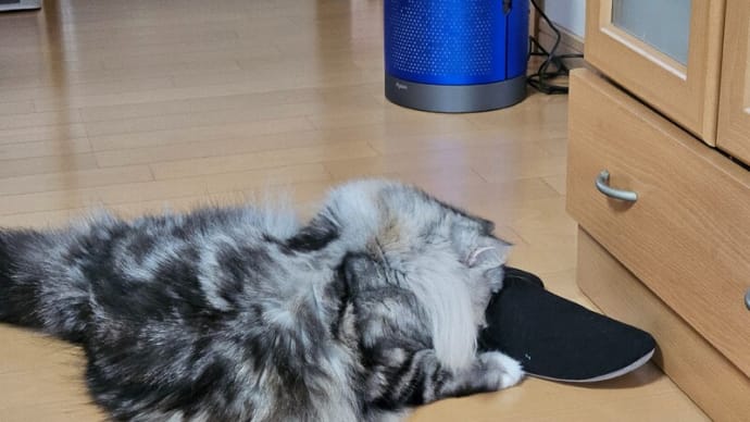 留守番のひと時
