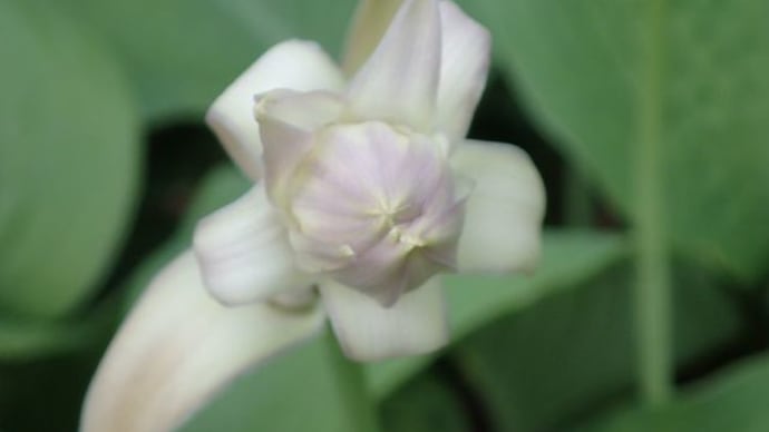 擬宝珠 (長良公園)