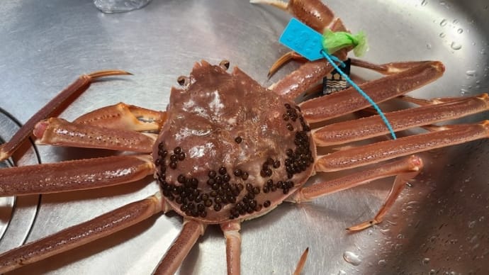 加能カニを食べよう🦀