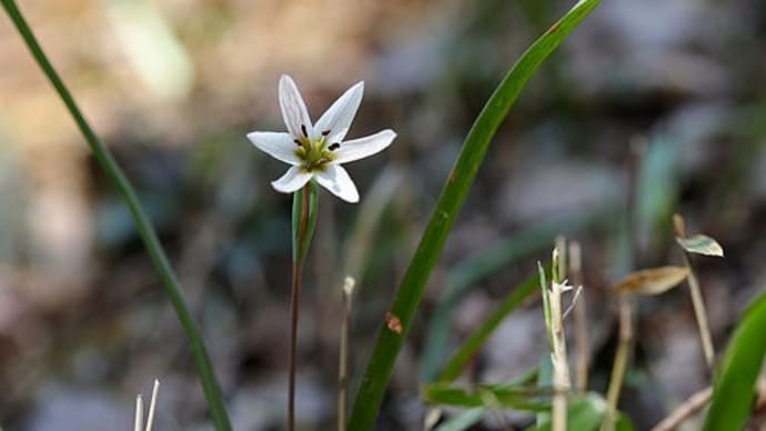 春の里山の花
