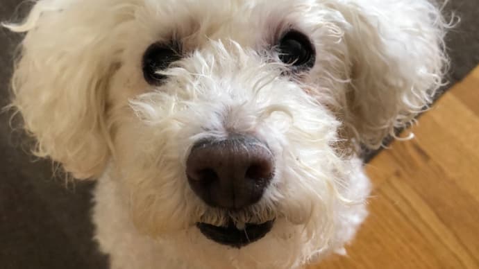 ご褒美タイム増し増し🐶