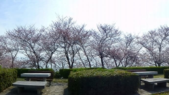 赤穂御崎 の 「桜」