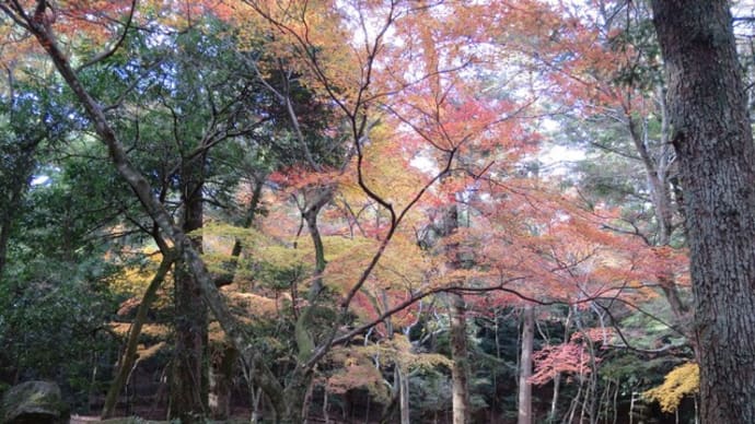 宮島・弥山打尾(ばくちお)コーストレッキングと紅葉の跡
