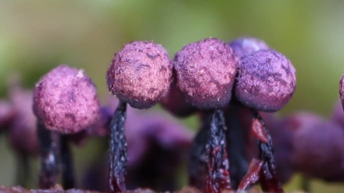 ムラサキアミホコリ(Cribraria purpurea)と変形菌