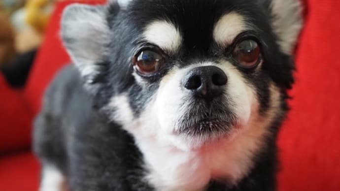 迷子犬を保護。