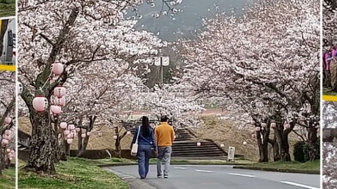 ♪ 名張の桜はほぼほぼ満開なれど、 花曇りの今日、「桜花には青空が似合う」と思う
