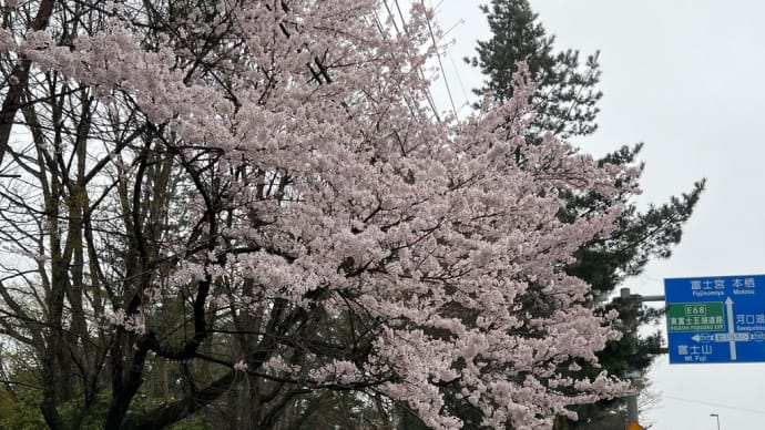 本日、雨で富士山見えません!でも桜が満開です