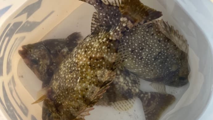 野北でアジ釣りのはずがバリばかり