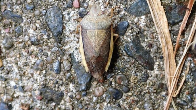 シロヘリカメムシ