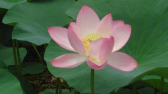 大賀蓮