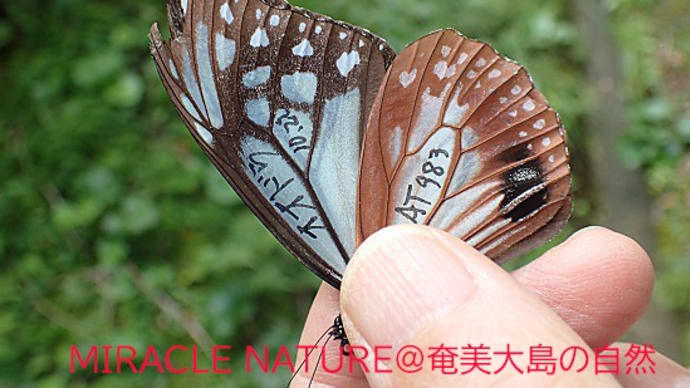 2021年、アサギマダラ再捕獲情報 №.1 オオドウ