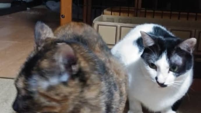 ひなの、居間が大好き😸💕
