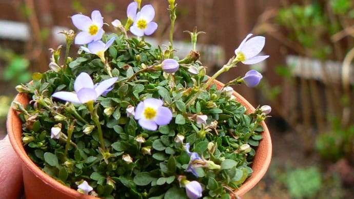 春花