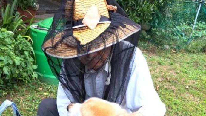 お父さん、芝生のお手入れ全部終了おめでとう・ルイベ頂いたよ 23.9/2