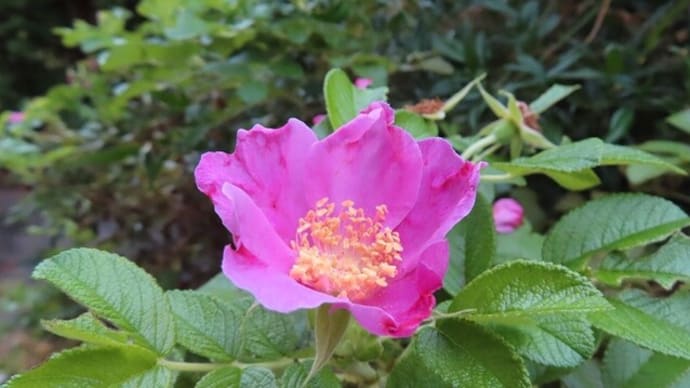 夏の名残花!