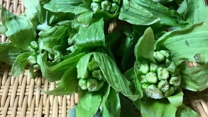 庭の植物 【 ふきのとう 】