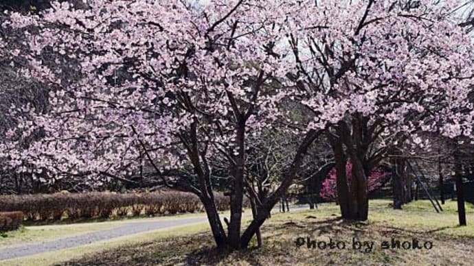 今年の熱海早咲き桜