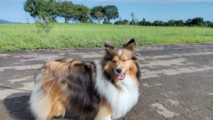 江津湖散歩① 秋を感じる凉しい一日でした🐶