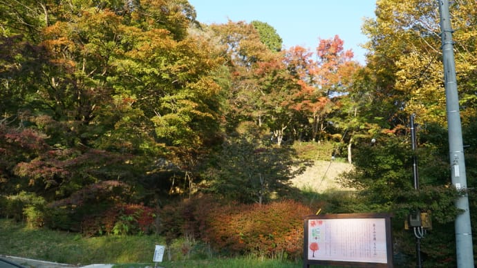 2024最上山もみじ 紅葉最新情報 ②