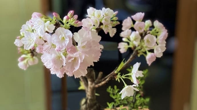 お花見