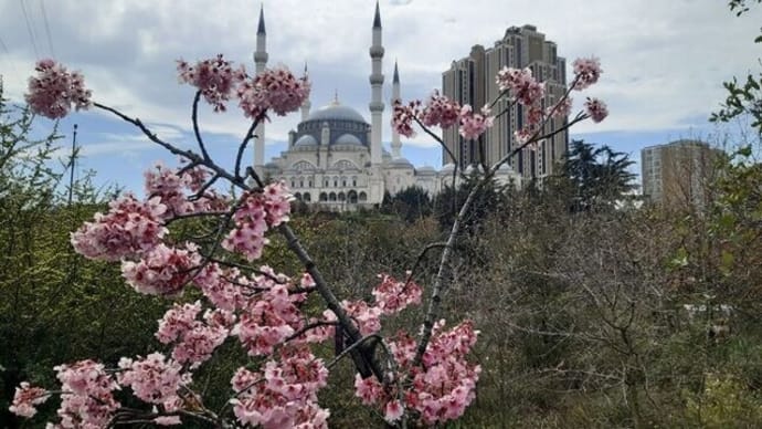 「世界の桜⑩」イスタンブール~写真と短歌で綴る世界文化紀行