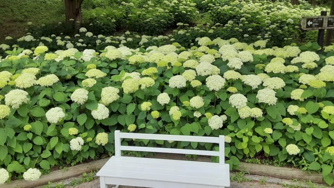 森のあじさい散策(神戸市立森林植物園/6月8日~7月15日)の続き