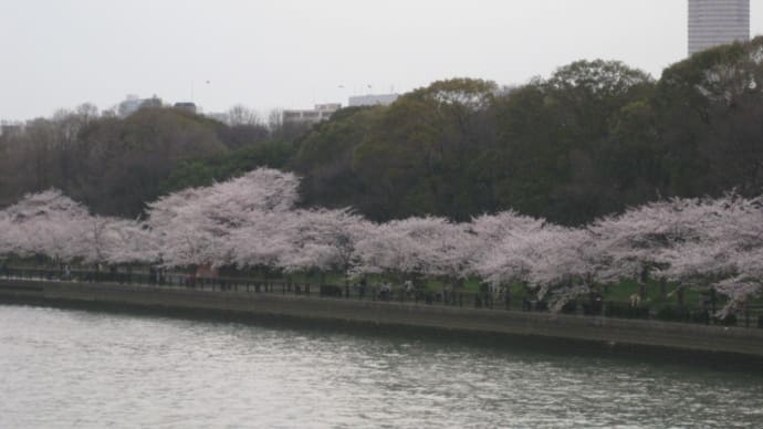 桜、天満橋にて