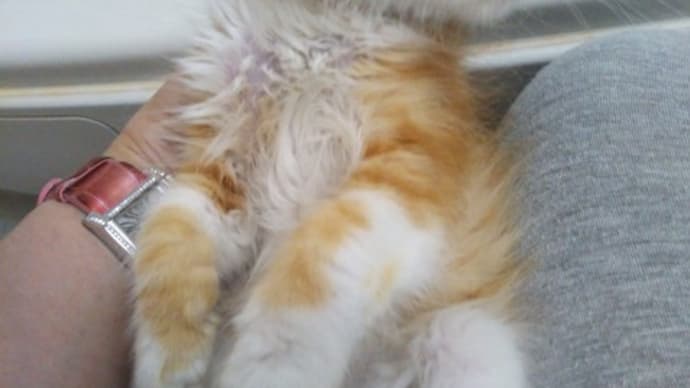 一(いち)が我が家にやってきた