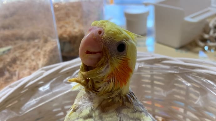 販売中のオカメインコ雛ちゃん、若鳥ちゃん🐥