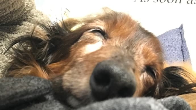 寒い日はここが一番ワンU^ェ^U