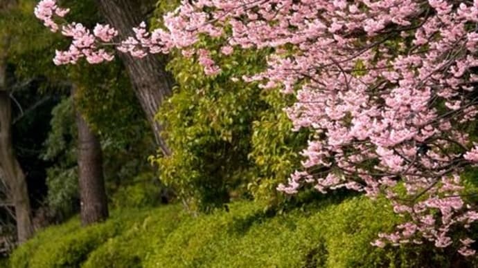 城山公園のツバキカンザクラが満開に♪(2月27日)