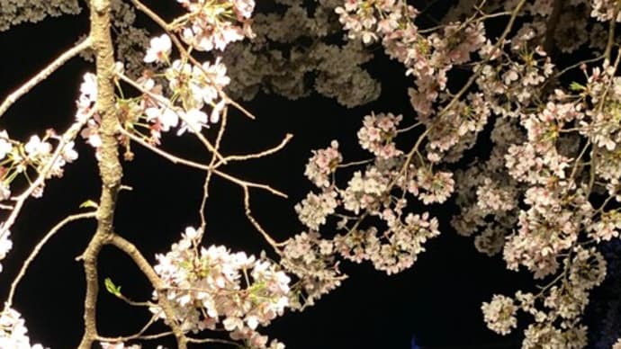 鶴山公園夜桜