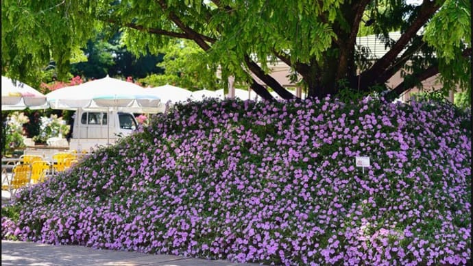 「あしかがフラワーパーク」(Ⅰ) 花菖蒲・他