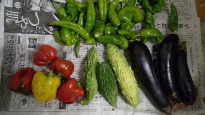 頂き物野菜や収穫野菜果物