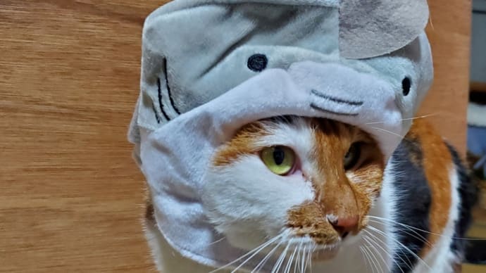 【268】れいにゃん堂のれいちゃん・サメ被り直しにゃ＆猫グッズ紹介😸