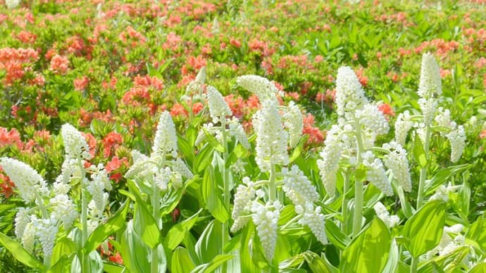 初夏の霧ヶ峰・・・車山肩・・・コバイケイソウの群生する草原