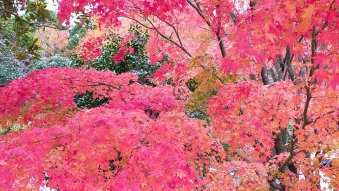呉市【野呂山】🍁真っ赤な紅葉 見頃を迎えています 秋田小原節を楽しんで参りました♫
