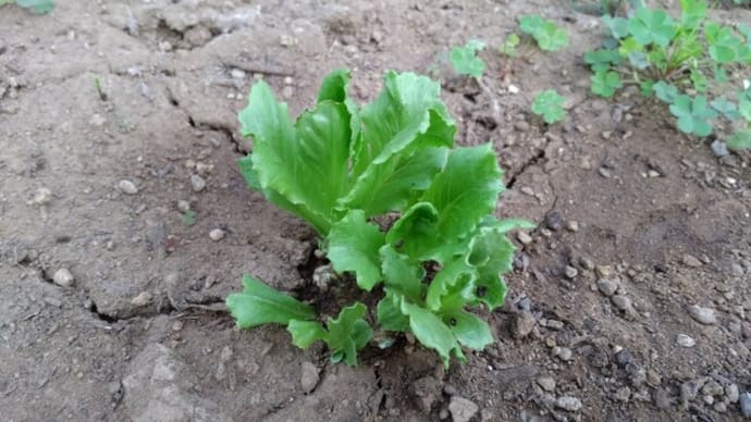 レタスの新芽が!