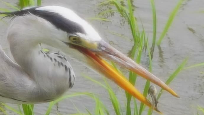 鷺とオタマジャクシ 捕食の現実