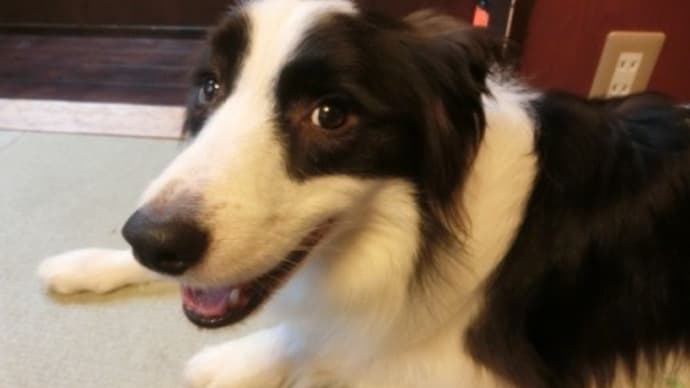 伊豆旅行2020~2日目(愛犬の駅・わんこプレート作り・餃子こうげん倶楽部・ホテル四季の蔵)
