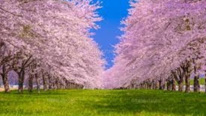 2022年桜開花予想