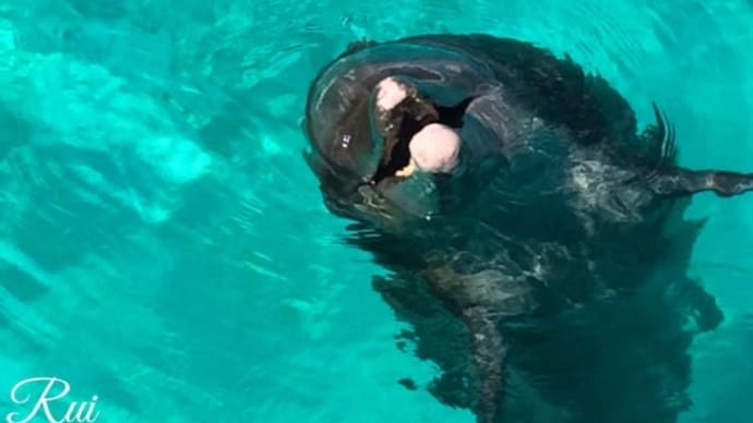 胸キュン イルカ給餌体験 海洋博公園